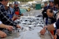 Sagres, Sardinenfischer, Luiz Miguel und seine Leute sortieren Sardinen                          