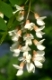 Blüten der Gewöhnlichen Robinie (auch Schein-Akazie, Falsche Akazie oder Silberregen). Die Robinie kommt ursprünglich aus Nordamerika. Sie wird in Europa oft als Straßenbaum angepflanzt, hat sich aber vielfach verwildert und verdrängt teilweise heimische Arten.