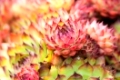 Closeup of a red and green sempervivum flower