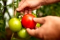 farming, gardening, agriculture, harvest and people concept - hands of senior farmer picking tomatoes at farm greenhouse