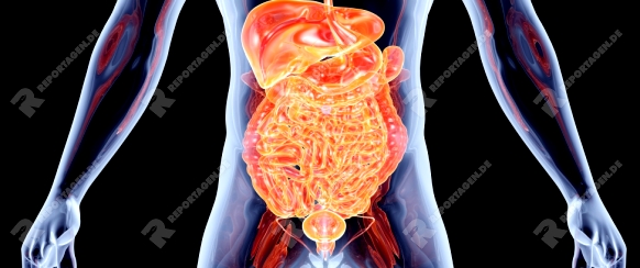 The Intestines. 3D rendered anatomical illustration.