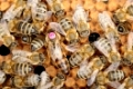 Bienenkönigin sitzt im Schwarm