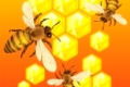 Bees do honey in honeycombs inside of beehive, vector illustration