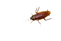 Isolated cockroach on white background, insect not welcome in kitchen.