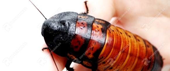 Madagascar hissing cockroach Gromphadorhina portentosa are sitting on hand of girl