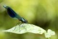 Banded demoiselle   (Calopteryx splendens) perched on a leaf