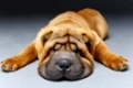 beautiful shar pei puppy sleeping isolated on white background. copy space.