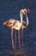 European Flamingo, Great Flamingo, Phoenicopterus roseus, Saintes-Maries-de-la-Mer, Parc naturel rgional de Camargue, Languedoc Roussillon, France