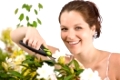 Gardening - woman cutting flower with pruning shears on white background