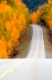 Fall comes to the Alaska Highway System of transportation with saturated yellow