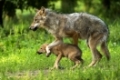 European Gray Wolf, Canis lupus lupus, Female with Pup, Germany