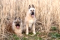Lakenois, Belgischer Schaeferhunde im Feld