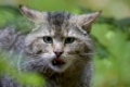 Wildkatze, Felis silvestris, Wild Cat, NP Bayerischer Wald, Bavarian Forest National Park