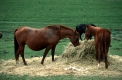 Botulismus beim Pferd: 
Unterschätzte Gefahr oder Panikmache?