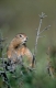 Parry-Ziesel / Arktisches Erdhoernchen
Arctic Ground Squirrel
Denali-NP, Alaska