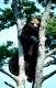 Braunbaer
Brown Bear
Ursus arctus