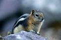 Goldmantelziesel/Golden-Mantled-Squirrel
Citellus lateratis/ Authentic wild
Jasper-NP, Alberta
Kanada, Canada