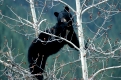 Schwarzbaer im Baum
Kanada