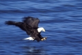 Bald Eagle, Weisskopfseeadler,
Haliaeetus leucocephalus,
Homer, Alaska, USA
Photo: Fritz Poelking, Fritz Pölking