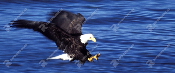 Bald Eagle, Weisskopfseeadler,

Haliaeetus leucocephalus,

Homer, Alaska, USA

Photo: Fritz Poelking, Fritz Pölking