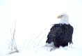 Bald Eagle, Weisskopfseeadler,
Haliaeetus leucocephalus,
Homer, Alaska, USA
Photo: Fritz Poelking, Fritz Pölking
