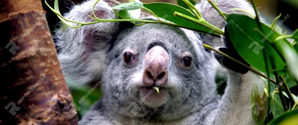 Koala, Beutelbär frisst Eukalyptusblätter / Phascolarctus cinereus / Original photo: Jürgen Kosten