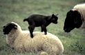 Ziegenkitz turnt auf Schaf