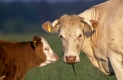 Kühe und Kalb auf Weide
