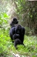 Mountain Gorilla (Gorilla gorilla berengei), Berggorilla, Gorilla, Gorillas, Virunga Volcanoes Mountains, Volcano national park, Volcanoes national park, Parc National Des Volcans, Rwanda, Ruanda, Africa, Afrika