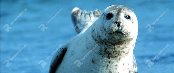 Seehund / Harbor Seal / Phoca vitulina

Alttier, liegt im Wasser

Nationalpark Wattenmeer, Nordsee,

Deutschland