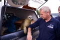Aussetzen von Seehunden / Common Seal is returned to the wild