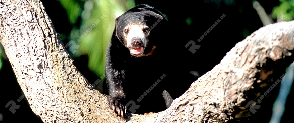 Malaienbaer

Malayan Sun Bear

Helarctos malayanus