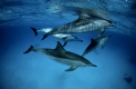 Rotmeer Tuemmler
Delphine
Indian Ocean Bottlenose Dolphin
Tursiops aduncus

