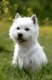 Westhighland White Terrier, male sitting in meadow