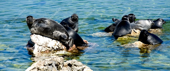The Baikal seal (nerpa), is a species endemic (unique) to Baikal, the worlds deepest lake.