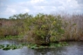 Everglades National Park, Florida, USA.

Everglades Nationalpark,Florida, USA.