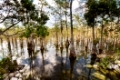 Landscapes in Everglades National Park