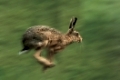 European Hare   /   (Lepus europaeus)   /   Feldhase