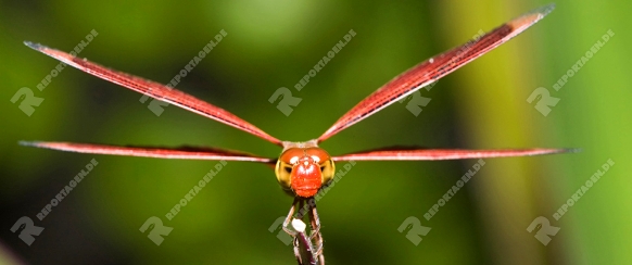 Libelle, Odonata, Insel Peleliu, Mikronesien, Palau, Dragonfly, Odonata, Peleliu Island, Micronesia