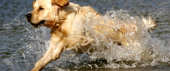Golden Retriever rennt durch Wasser