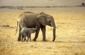 Afrikanischer Elefant, Elephant, Loxodonta africana, Masai Mara, Kenia, mit Jungen, with cub, Afrika