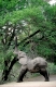 Afrikanischer Elefant, fressend, African Elephant, Loxodonta africana, Krueger NP, Kruger, 
South Afrika, Sued-Afrika