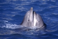 Bottlenose Dolphins  /   (Tursiops trunctatus)   /   Grosse Tuemmler