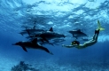 Schnorchlerin mit Delphinen
skin diver with dolphins
Tursiops aduncus
