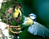 Blaumeise
Jungvogel kurz vor dem Ausfliegen
wird am Flugloch mit einer Raupe gefuettert