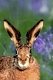 European Hare   /   (Lepus europaeus)  /   Feldhase