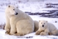 Polar bear, Eisbaer, Eisbaer, Ursus maritimus, Churchill, Canada, Kanada