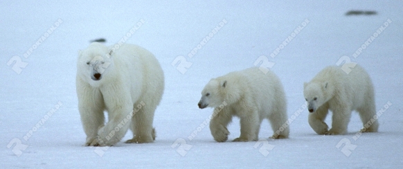 Polar bear, Eisbär, Ursus maritimus, Churchill, Canada