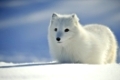 Polarfuchs im Schnee, (Alopex lagopus)