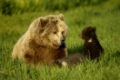 Braunbaer mit Jungen, Brown Bear with cubs